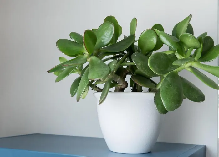 Πανσιόν Aura - Iblea